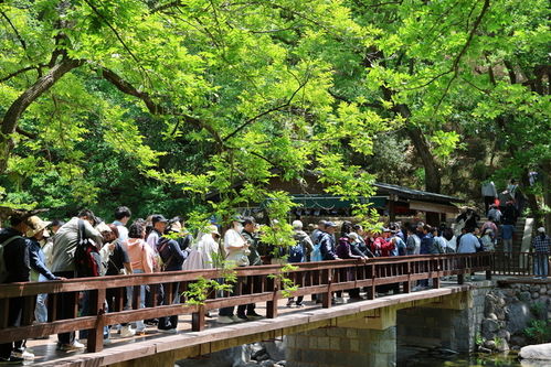 五一 假期前三天 嶗山景區累計接待游客超20萬人次